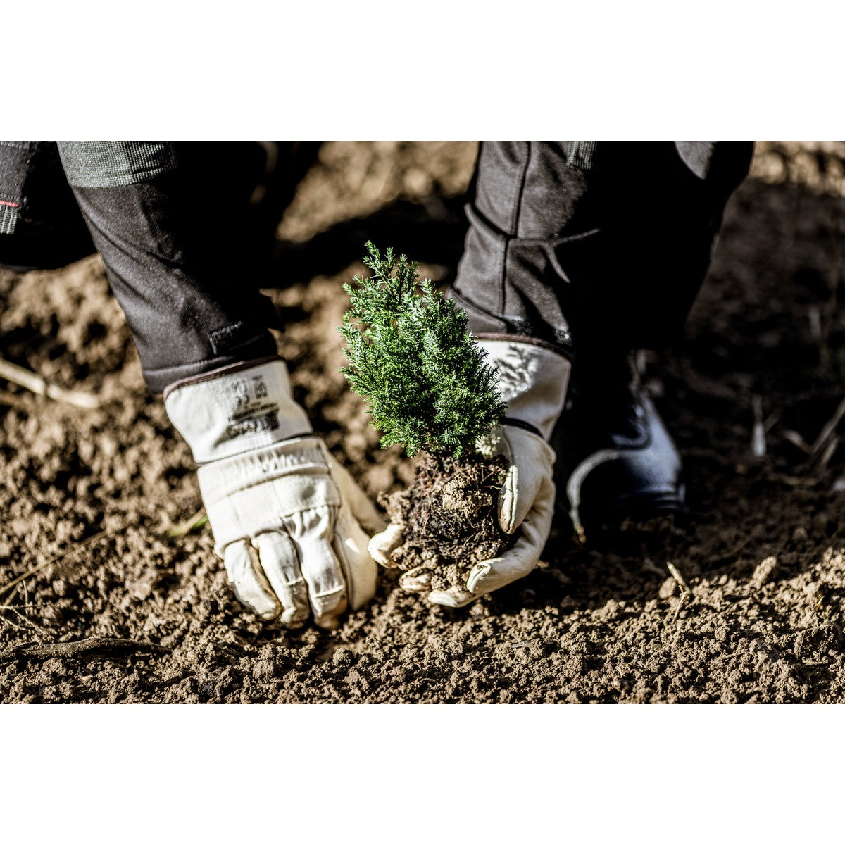 Guantes NITRAS de piel de vacuno, color natural / marrón, algodón EN 388 | Paquete (12 pares)