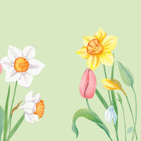 Illustration of spring flowers such as daffodils, a pink tulip, and snowdrops on a light green background—a perfect spring motif for 40x40 cm, 4-ply "Klassik Spring Melody" napkins by Duni GmbH (pack of 50).