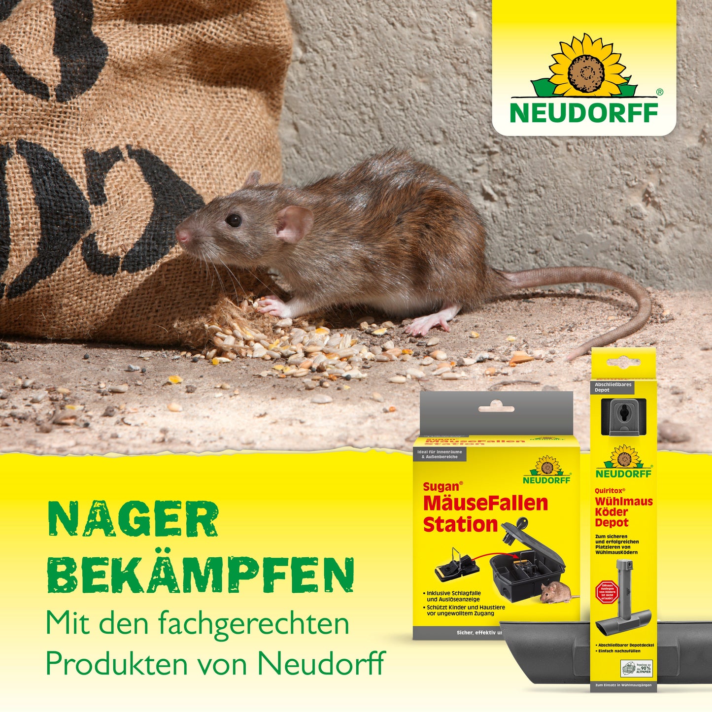 Eine braune Ratte frisst verstreute Körner in der Nähe einer Wand. Im Vordergrund sind Schädlingsbekämpfungsmittel des Neudorff Shop Mäusegitter zu sehen, die Ratten und Mäusen vorbeugen. Ein deutscher Text wirbt für diese wirksamen Lösungen.