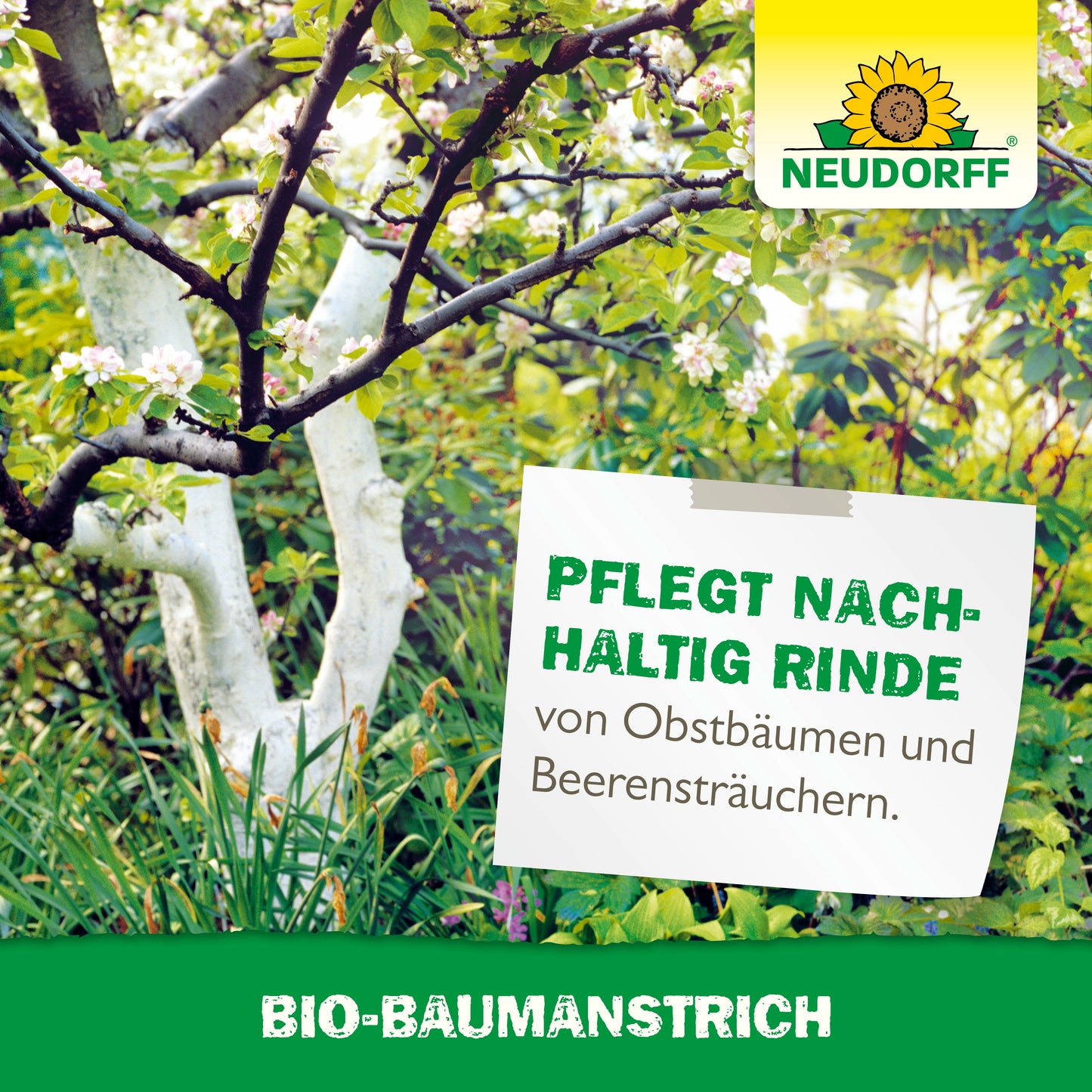 Ein Obstbaum mit weiß beschichteter Rinde steht in einem Garten. Auf einem Schild steht: "Pflegt nachhaltig Rinde von Obstbäumen und Beerensträuchern". Der Produktname und das Logo des Bio-Baumanstrichs von Neudorff Shop sind sichtbar.