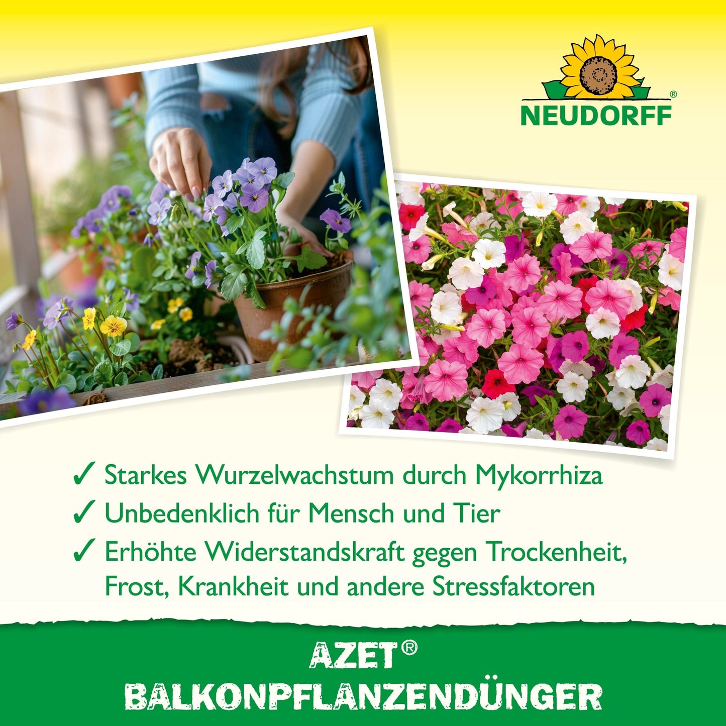 Una persona planta flores de verano brillantes en una maceta. Al lado se ven petunias floreciendo en primer plano. En el texto debajo se presenta el fertilizante para plantas de balcón Azet de Neudorff Shop, un fertilizante orgánico completo, perfecto para jardineras de balcón.