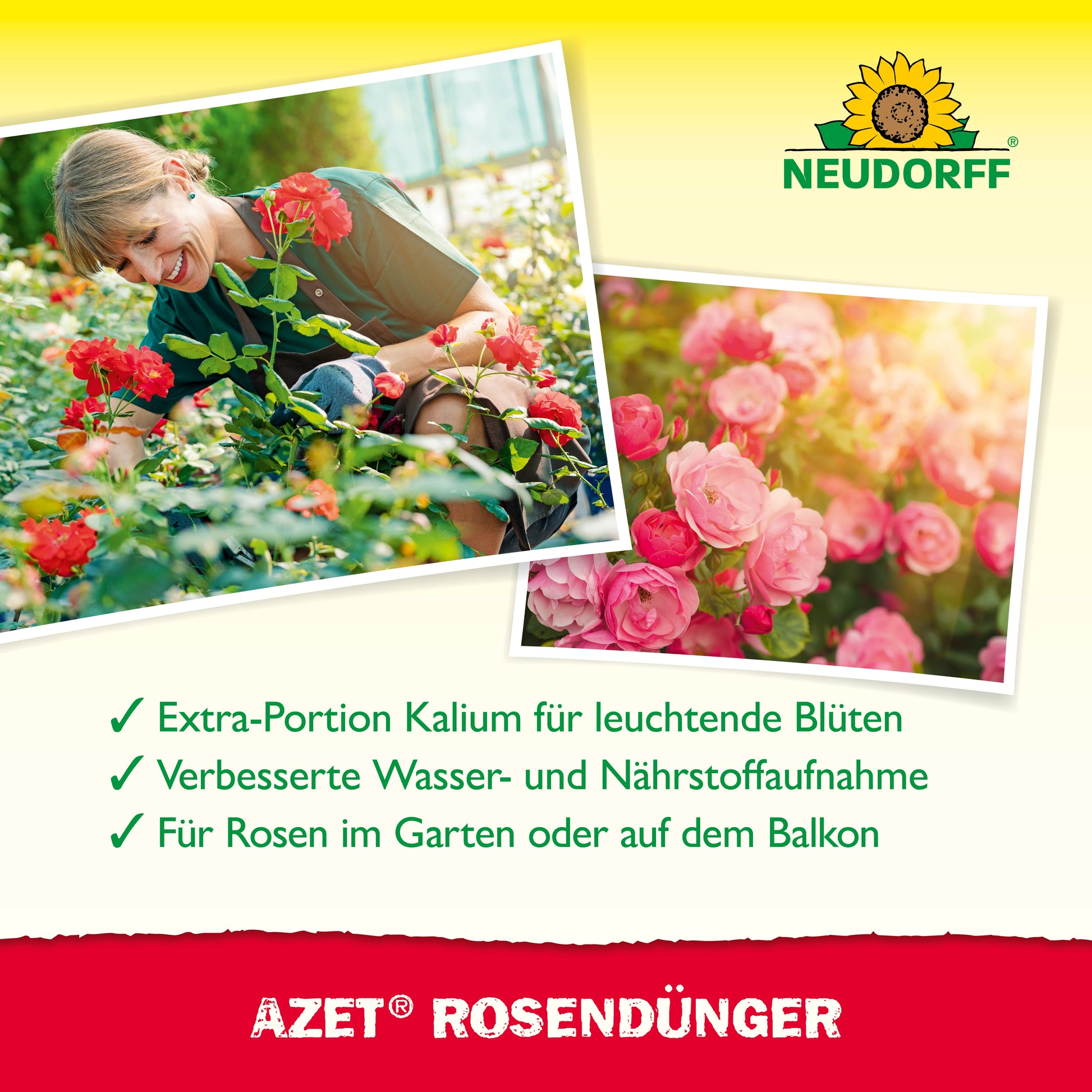 Eine Frau lächelt zwischen blühenden Rosen in einem Garten und düngt mit Neudorff Shop Azet RosenDünger flüssig. Neben ihr erscheint eine Nahaufnahme von rosafarbenen Rosen, während der Text darunter die Vorteile für ein gesundes, lebendiges Rosenwachstum beschreibt.