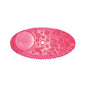 FRE-PRO Remind Air Curve Lufterfrischer mit Austauschanzeige Spiced Apple